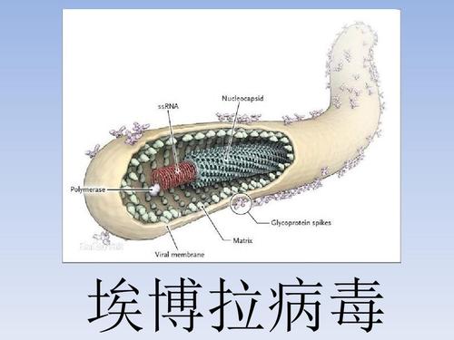 来自人类埃博拉病毒幸存者的抗体可能揭示了疫苗的新途径