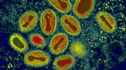 痘病毒劫持细胞运动以传播感染