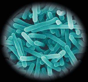 李斯特菌如何在食品中产生抗菌素