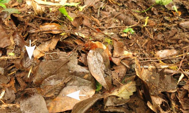 在巴拿马的后院发现了微小的刺蜗牛