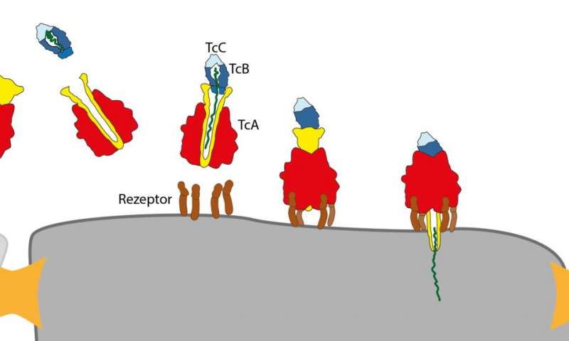 研究人员解码了鼠疫细菌和其他细菌的毒素复合物