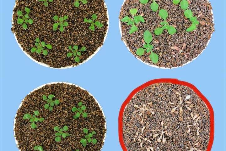 科学家发现了基因调节因子 可以让干旱后的植物再水化