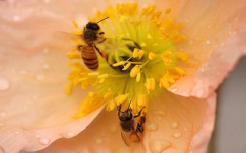 测序花粉DNA以发现昆虫迁徙路线