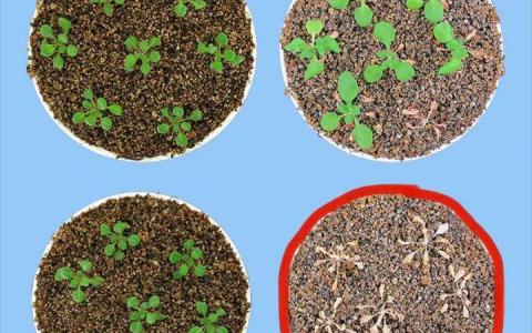 科学家发现了基因调节因子 可以让干旱后的植物再水化