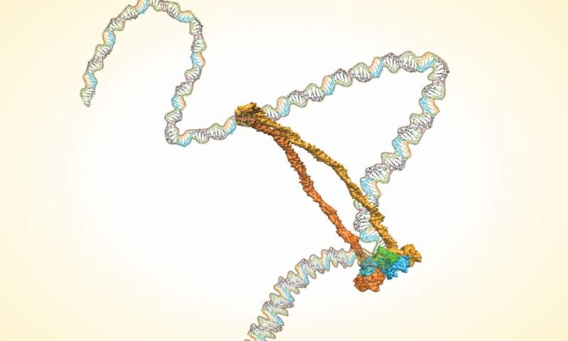 环形蛋白质复合物与DNA结合