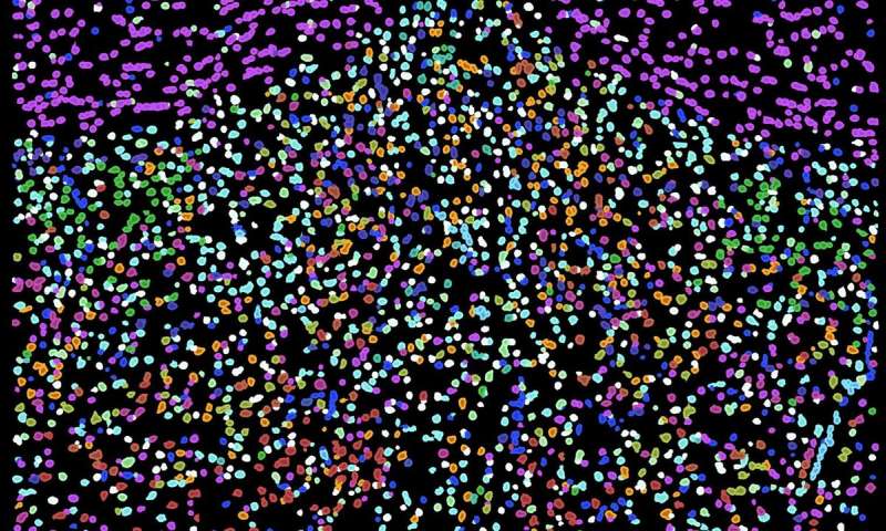 大脑区域的细胞图谱引导研究人员进入新的发现