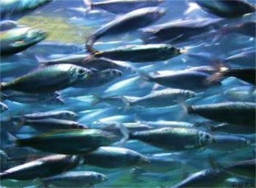 eDNA成为追踪切萨皮克湾受威胁的河鲱鱼的有力工具