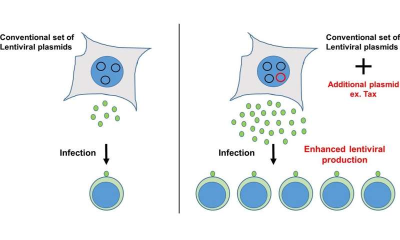 细胞中的病毒产生增加以产生更多用于基因转移的载体