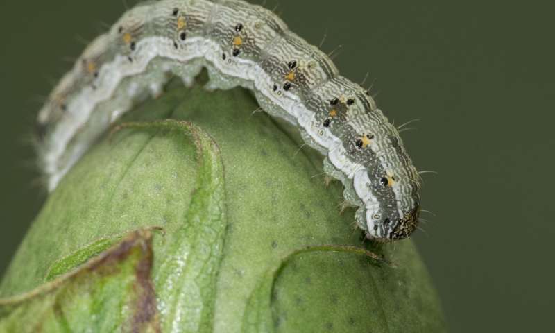 遗传搜索揭示了全球棉花害虫的抗性关键
