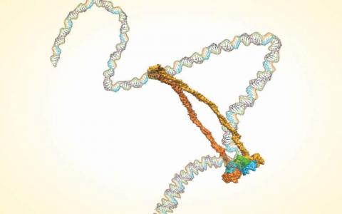 环形蛋白质复合物与DNA结合