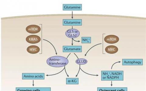 谷氨酰胺代谢影响T细胞信号传导和功能