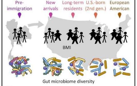 移民美国改变了一个人的微生物群