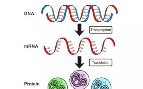 RNA的变化有助于学习和记忆的过程