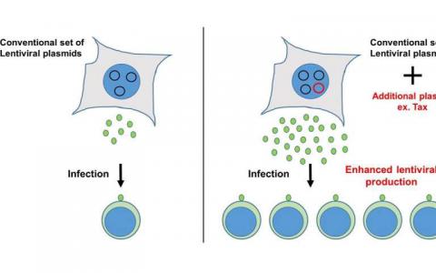 细胞中的病毒产生增加以产生更多用于基因转移的载体