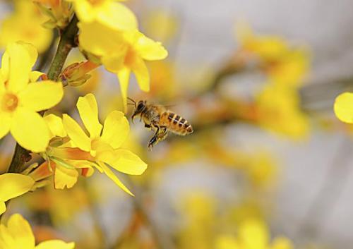 蜜蜂多样性对世界粮食供应至关重要