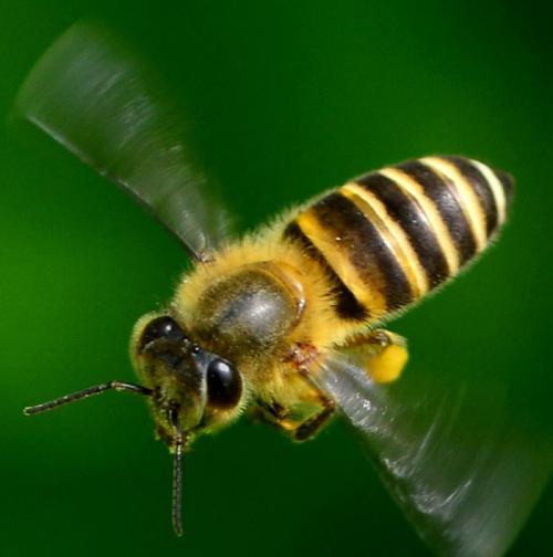 蜜蜂可以帮助监测城市的污染