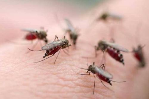 为了减缓疟疾用经过药物处理的蚊帐治疗蚊子