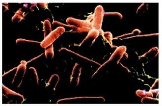 分析揭示了细菌感染的关键基因