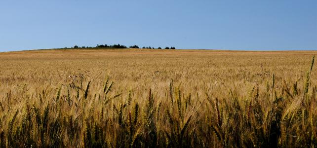 生物学家研究帮助小麦对抗真菌的酶