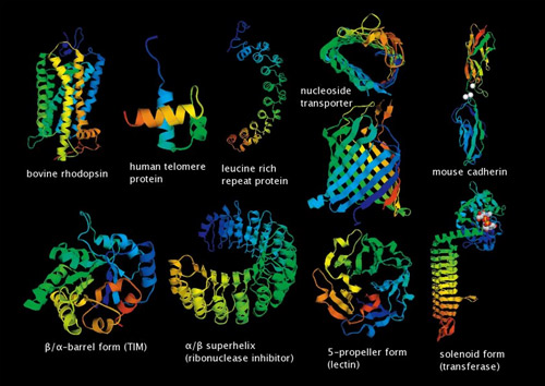 蛋白质相互作用现在可以快速有效地定义