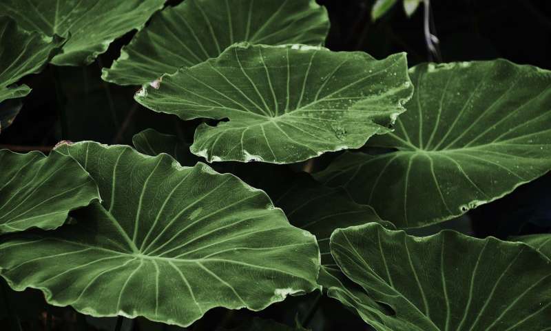 植物聚合物并不总是共同作用以形成美丽的形状