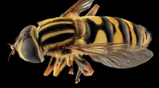 大蜜蜂在温度较高的温度下比较小的蜜蜂飞得更好
