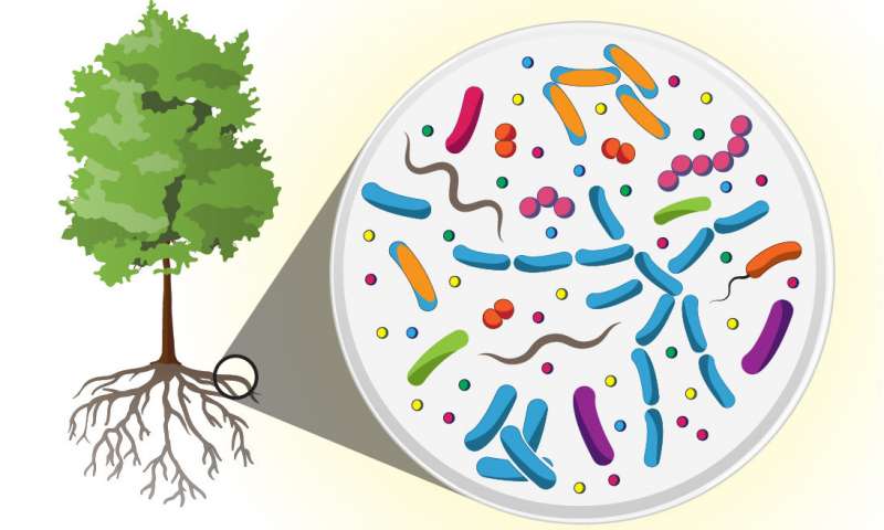 科学家在树根的微生物组中发现了巨大的多样性新的分子