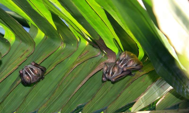 研究人员在巴拿马观察新型蝙蝠行为