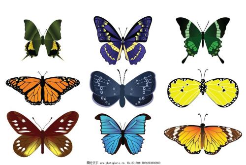 单个遗传开关改变了蝴蝶翅膀的颜色
