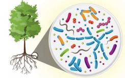 科学家在树根的微生物组中发现了巨大的多样性新的分子