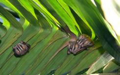 研究人员在巴拿马观察新型蝙蝠行为