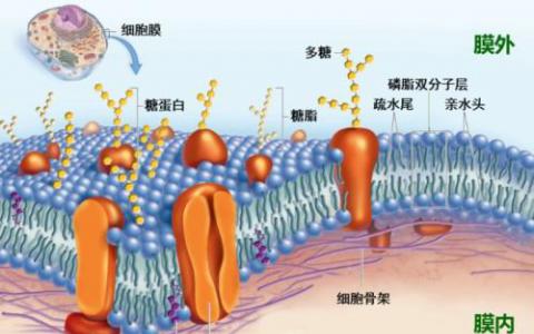 从头开始进化的基因扩大了蛋白质多样性