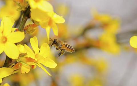 蜜蜂多样性对世界粮食供应至关重要
