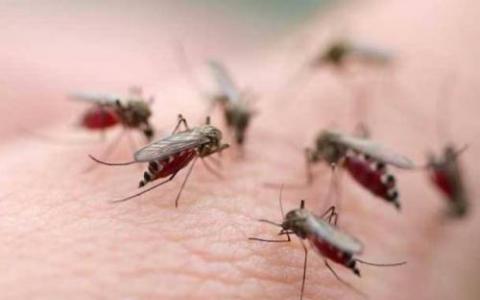 为了减缓疟疾用经过药物处理的蚊帐治疗蚊子