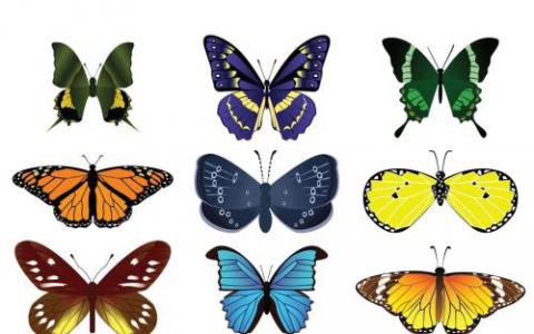 单个遗传开关改变了蝴蝶翅膀的颜色