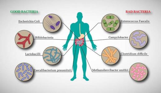 肠道微生物寄生虫导致好细菌死亡