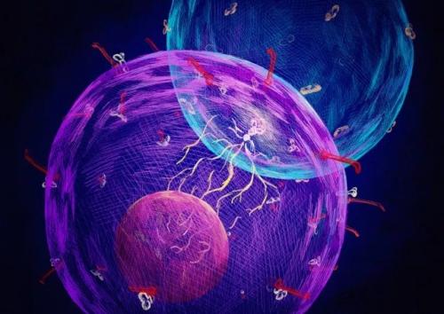 研究揭示了微生物群如何控制免疫细胞的活性