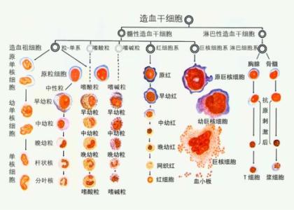 科学家阐明了与健康细胞发育相关的关键机制