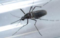 疟疾蚊帐可以治愈疾病