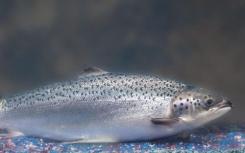 FDA解除对转基因鲑鱼的进口限制