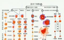 科学家阐明了与健康细胞发育相关的关键机制