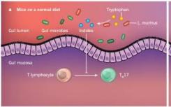 禁食模拟饮食改变肠道微生物群以减少小鼠的IBD病理