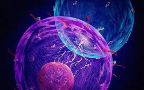 研究揭示了微生物群如何控制免疫细胞的活性