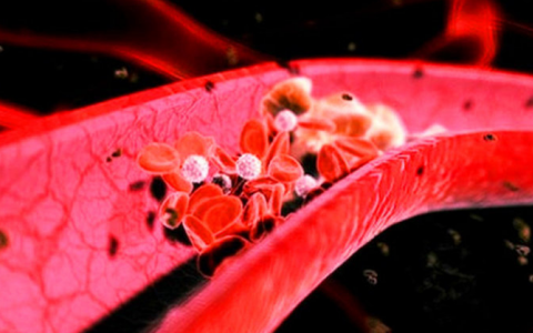 培养皿中生长的血管与人类密切相似