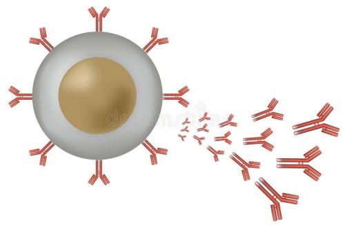 研究人员定义了帮助我们制造抗体的途径