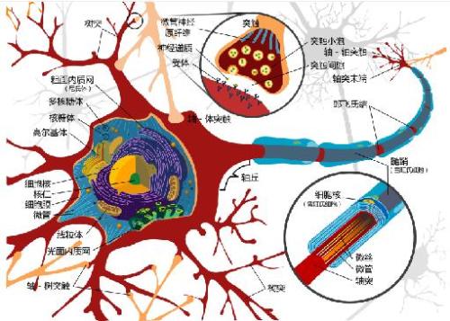 细胞可以使用弹弓运动推动自己