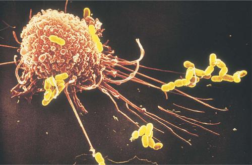 利用细菌可视化肿瘤中的巨噬细胞