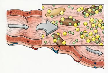 肠道免疫细胞与其他细胞不同