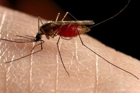 预测蚊子的全球传播