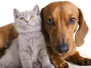 研究发现猫和狗食物中的草甘膦